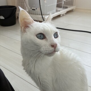 真っ白はボディーに澄んだ青い目　甘えん坊な女の子