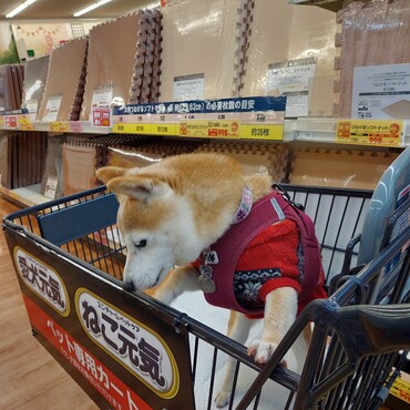 どらどら！何を買おうかなぁ？笑笑。ねぇゆづ樹ちゃん♪　ってかそうだよね！おかあさんに頼まないとね！つゆくん( ´ー')　(*´σｰ｀)ｴﾍﾍおやつは買って貰ったよぉ(о＾∇＾о)