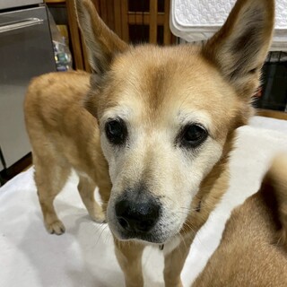 穏やかで甘えん坊な大吉くん