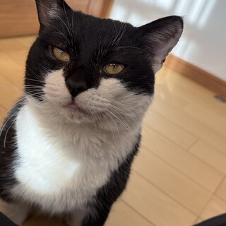 人懐こいオスの猫ちゃん