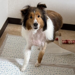 【里親様が決まりました】シェルティー