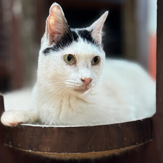 甘えん坊で膝乗り猫！/フィフィさん