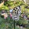 かおりんご57 さん