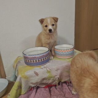 野犬の子　雑種犬女の子　こいちゃん