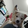 野犬の子　雑種犬女の子　こいちゃん サムネイル2