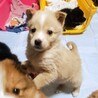 野犬の子　雑種犬女の子　こいちゃん サムネイル3