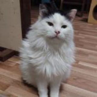 長毛 青目 モフモフ　ゴージャス 3歳 甘えん坊