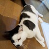 牛柄チョビくん サムネイル2