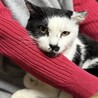 牛柄チョビくん サムネイル3