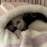 牛柄チョビくん サムネイル4