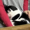 牛柄チョビくん サムネイル5