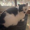 牛柄チョビくん サムネイル6