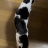 牛柄チョビくん サムネイル7