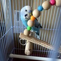 セキセイインコ　5歳　オス