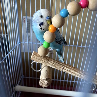 セキセイインコ　5歳　オス