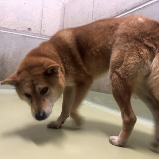 穏やかなおじいちゃん犬【平（たいら）】くん