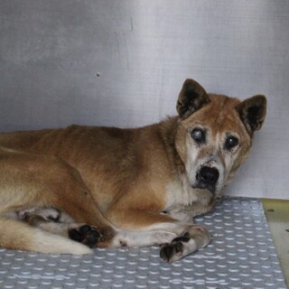 優しいおじいちゃん犬【豊（ゆたか）】くん