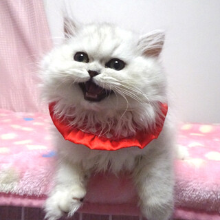 甘えた♪ペルシャ･チンチラ★ペコちゃん３カ月半