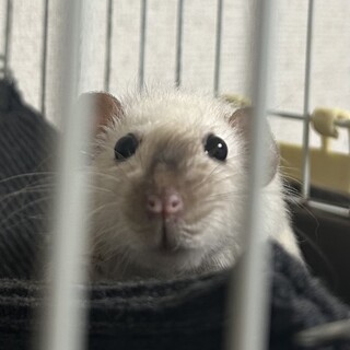 生後11ヶ月サイアミーズ