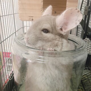 【里親募集】チンチラ／オス／7歳【急募】