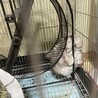 【里親募集】チンチラ／オス／7歳【急募】 サムネイル3