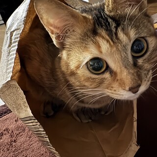 人慣れ抜群！超あまえんぼ女子♡えむちゃん