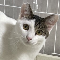 ほご猫譲渡会㏌明石 サムネイル2