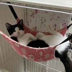 ほご猫譲渡会㏌明石 サムネイル3