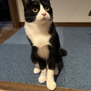 キャリア猫でも大事に育ててくれる方募集します