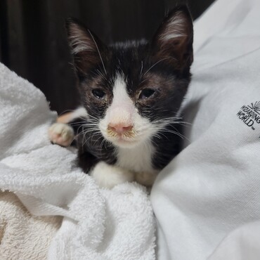 拾った時はこんなに弱っていました