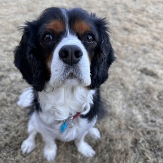 可愛いタローのずっとのお家探してます