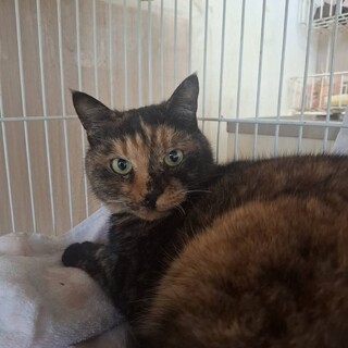 ���₩�ȃT�r�L�̃��U������