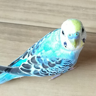 【愛知】手乗りのセキセイインコ（3歳）