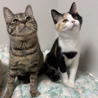 【2/8六本木】目が合うとゴロゴロ♡愛くるしいペア