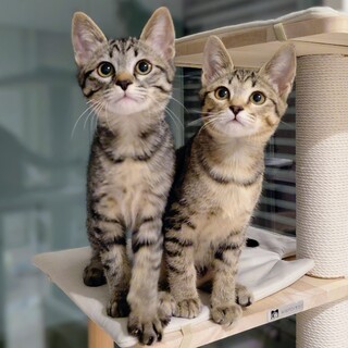 【】人間大好き！人にくっついて寝ます♪