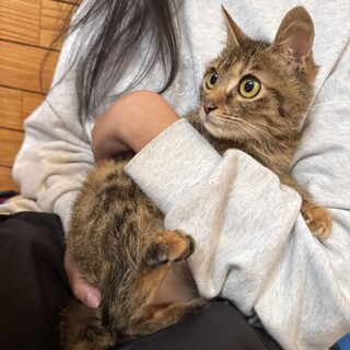 おてんばな女の子！麦わら猫ちゃん