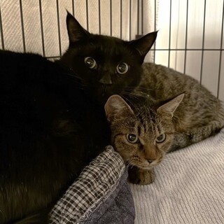 【2/8六本木】足短めどっしり丸い体が♡仲良し姉弟