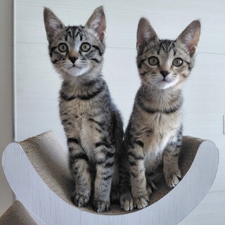 【】人が大好きひっつき虫✶ミッキー