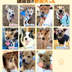 保護猫&保護犬 譲渡会 in 川越ハウジングステージ サムネイル3