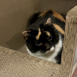 人懐こい短足三毛の成猫