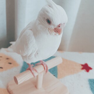 《里親見つかりました》オカメインコ アルビノ