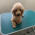 プードルの女の子！