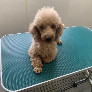 プードルの女の子！