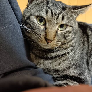 顔はキジトラ体はアメショー☆アメ君