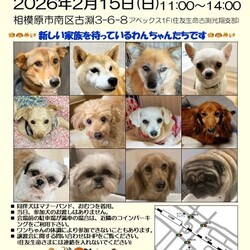 保護犬室内譲渡会＆バザー