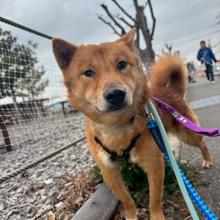 つぶらな瞳の【あさり】くん