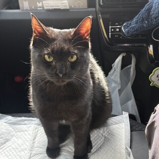 人懐っこい黒猫くん！