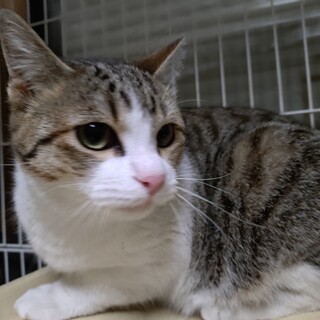 港町からナレナレ “ふなと” 君が参上♡