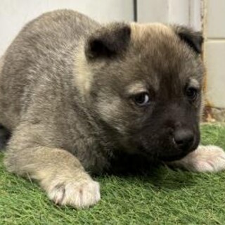 ※優先期間内にお迎え下さい　2月4日迄