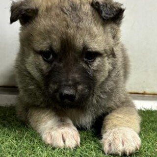 ※優先期間内にお迎え下さい　2月4日迄